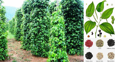 Black Pepper Farming Business